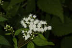 White snakeroot